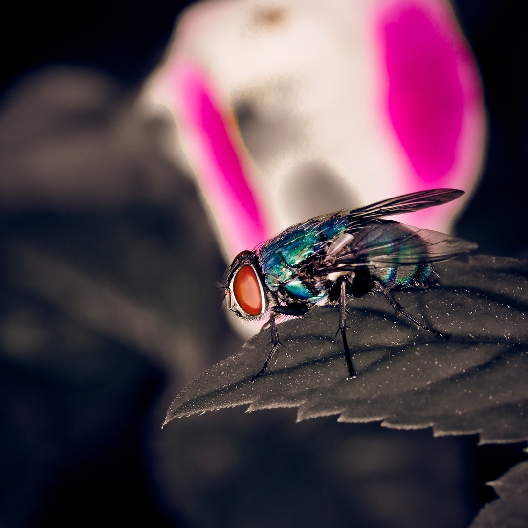 selective focus photo of common housefly