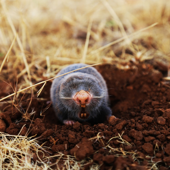 low-angle of mole on ground