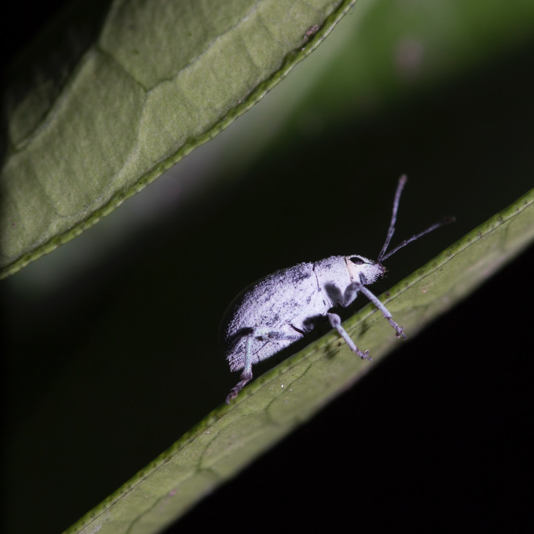 gray beetle on green leaf